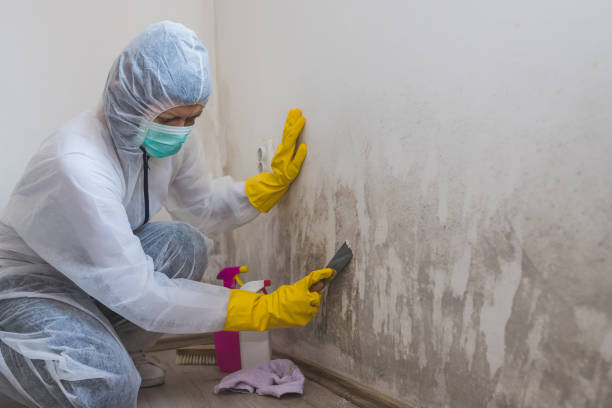 Best Mold Prevention Services  in Wyoming, PA